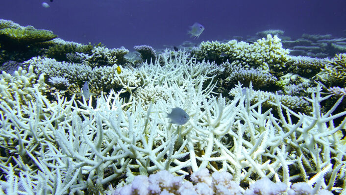 La Gran Barrera de Coral sufre su quinto blanqueamiento masivo desde 2016