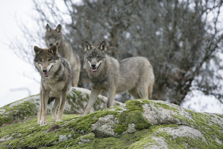 Desproteger al lobo no beneficia a nadie