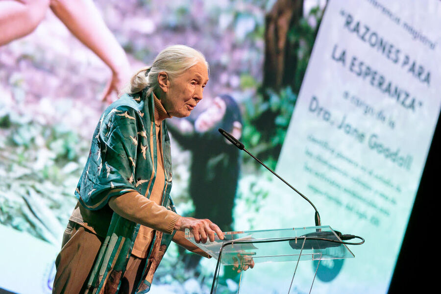 Jane Goodall, 90 años estudiando a los chimpancés para entender mejor al ser humano