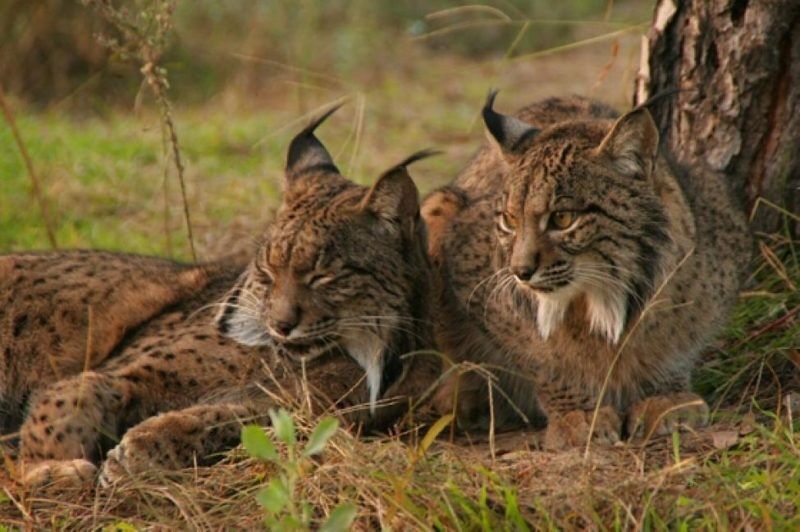 41 linces atropellados en las carreteras andaluzas este año