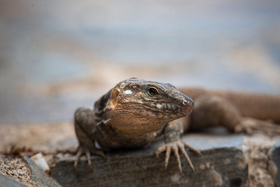 Reptiles endémicos de Gran Canaria y Baleares, en peligro de extinción por serpientes invasoras