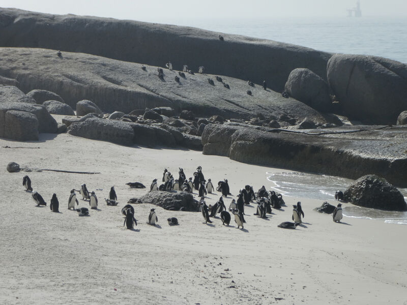 Aquí (solo) deberían pescar los pingüinos