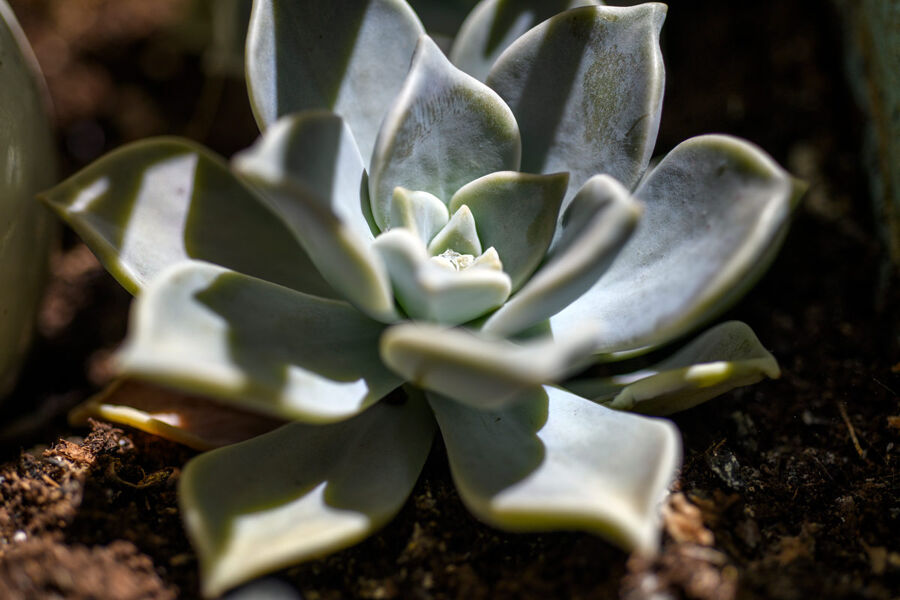 Cómo cuidar tu jardín (de secano) y sobrevivir al cambio climático