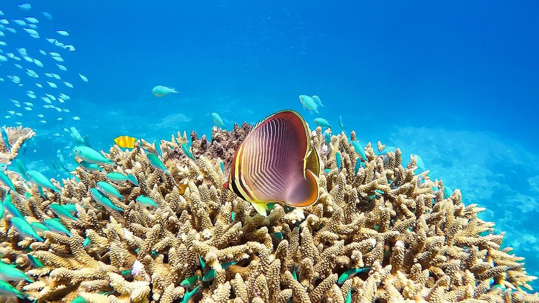 La Gran Barrera de Coral agoniza mientras la Unesco sigue sin declararla en peligro