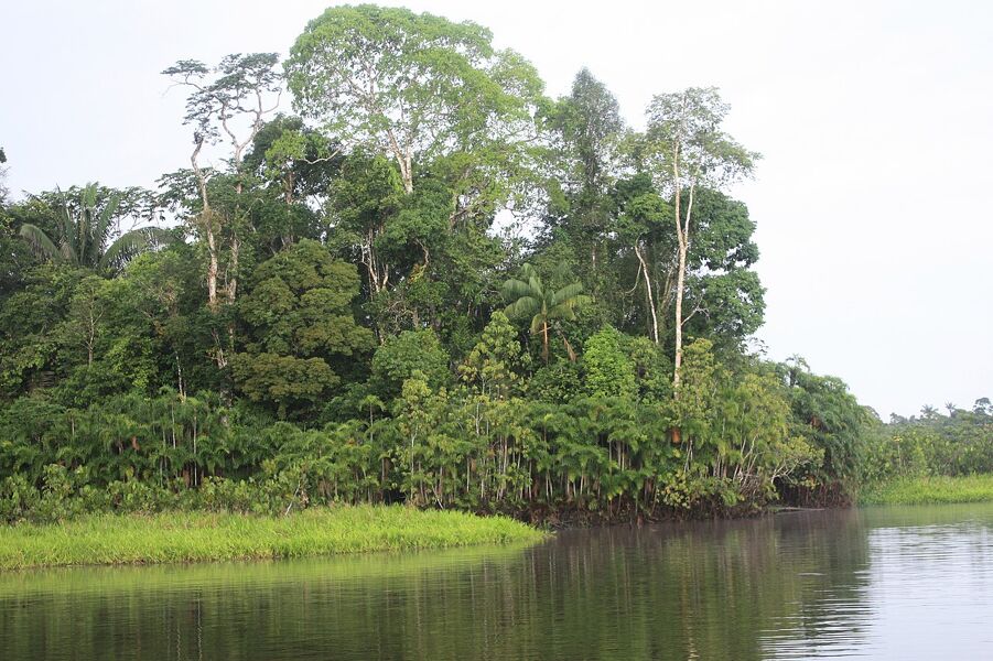 La ONU insta al Gobierno de Ecuador a cesar la explotación petrolera del Parque Nacional Yasuní