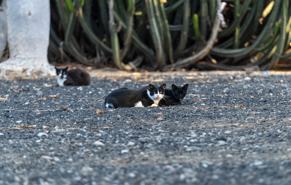 El mayor secreto de los gatos: son pésimos cazando ratas