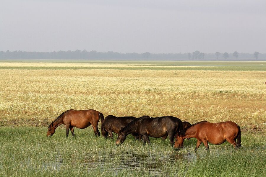 Doñana cumple 55 años como Parque Nacional tratando de asegurar su supervivencia