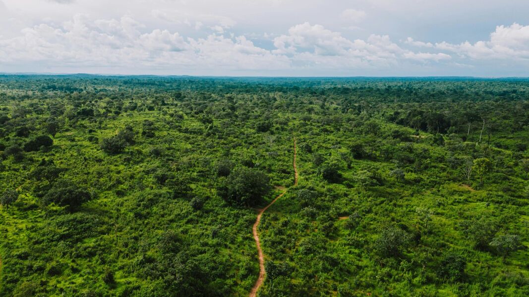 La deforestación en la Amazonia brasileña cae un 45,7 % en el último año