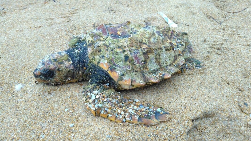 Cómo actuar si encontramos un animal varado en la playa