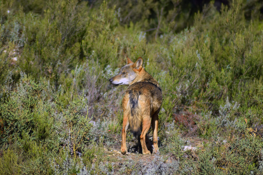 La UE, con el voto en contra de España, da el visto bueno a rebajar la protección del lobo