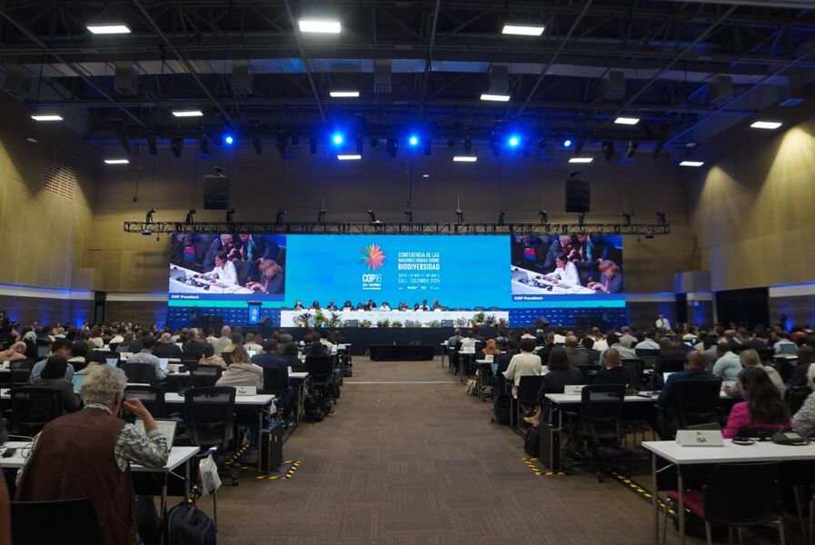 Las negociaciones en la COP16 avanzan «de forma positiva», según el Gobierno colombiano