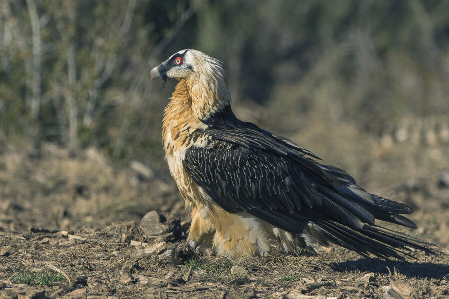 Qué implica (para los humanos) que más de 1.300 especies de aves se extingan en dos siglos