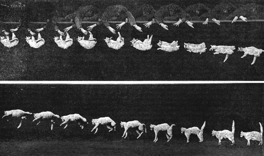 ¿Los animales usan la física? Veamos de qué manera