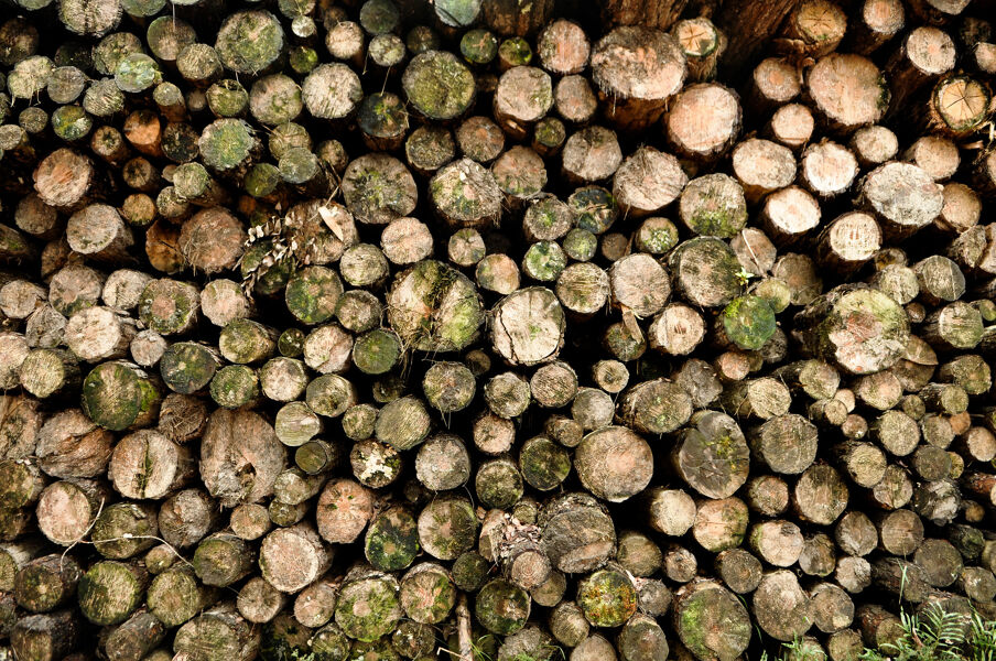 Acuerdo en la UE para aplazar un año la aplicación de la legislación sobre deforestación