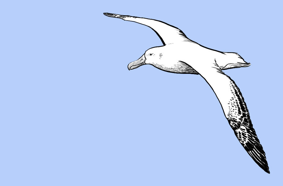 Albatros: un gigante en el planeta plástico