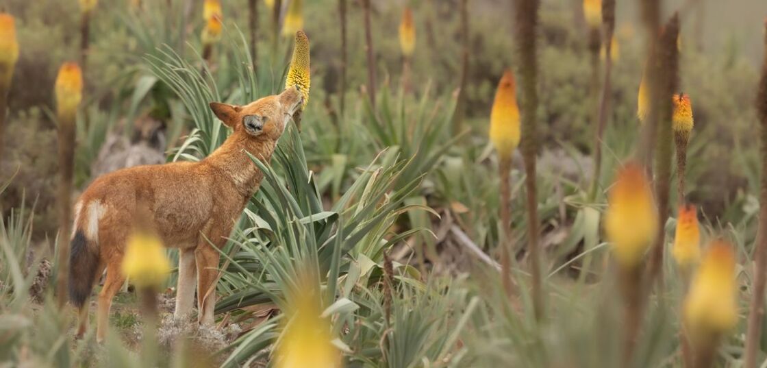 ¿Es una abeja? ¿Es una flor? No, es un lobo polinizador