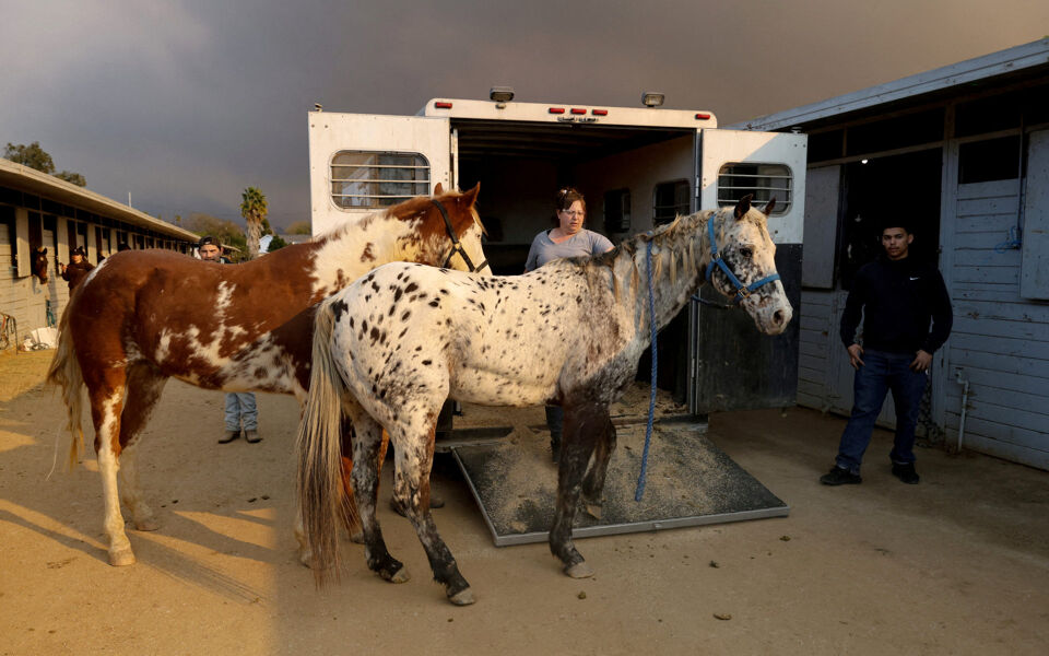 Caballos, cerdos y cacatúas: los refugios animales de Los Ángeles están llenos por los incendios