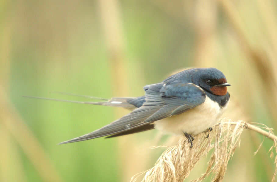 Especies comunes como el gorrión o la golondrina se extinguen sin que nos demos cuenta