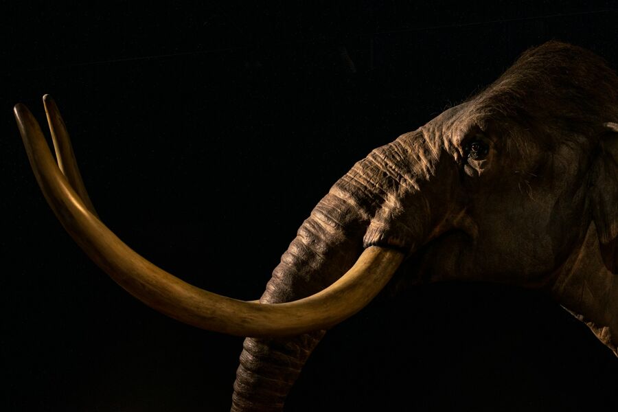 Los dilemas de la desextinción de especies: revivir el mamut no va a salvar la biodiversidad