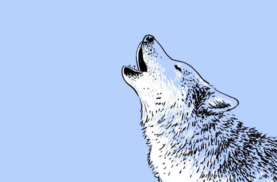 ‘Canis lupus signatus’: el lado más cultural del lobo
