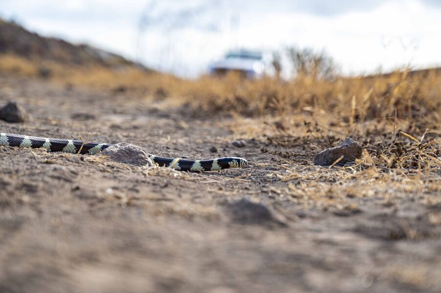 La serpiente invasora que pone en jaque a los reptiles de Gran Canaria