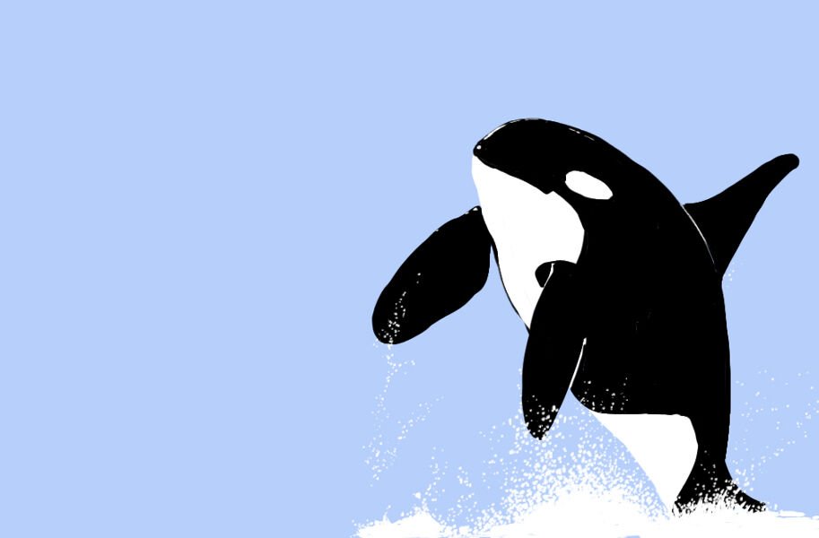 ‘Orcinus orca’: el delfín de las mil modas